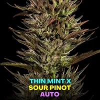 Thin Mint x Sour Pinot Auto